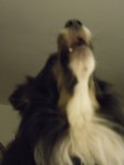 Taggart Howling (2)