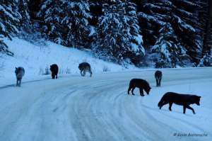 Family portrait wolves